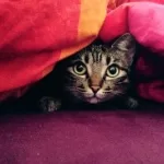 Akira